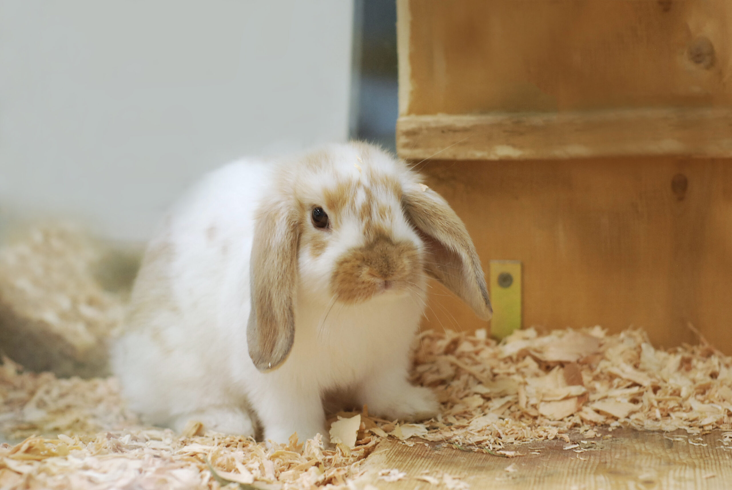 My Pet Hooligan rabbit breeds abilities